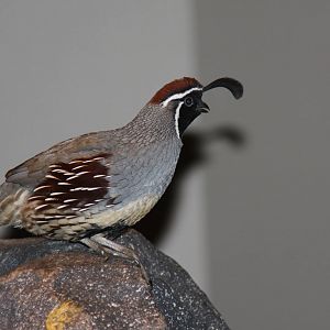 Arizona-Sonora Desert Museum 2010