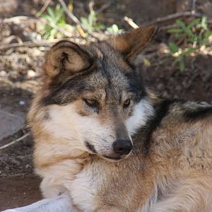 Arizona-Sonora Desert Museum 2010