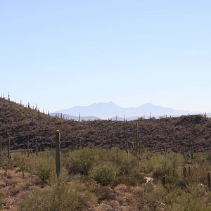Arizona-Sonora Desert Museum 2010