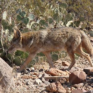 Arizona-Sonora Desert Museum 2010