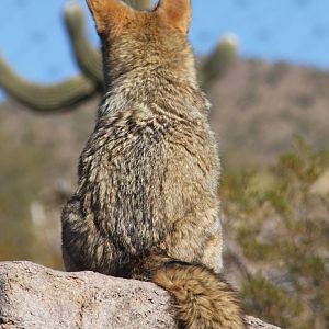 Arizona-Sonora Desert Museum 2010