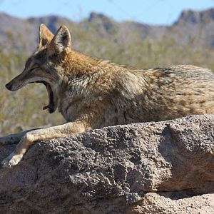 Arizona-Sonora Desert Museum 2010
