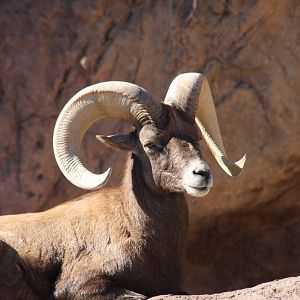 Arizona-Sonora Desert Museum 2010