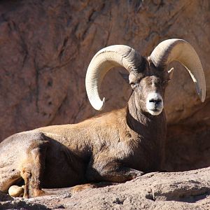 Arizona-Sonora Desert Museum 2010