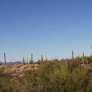 Arizona-Sonora Desert Museum 2010