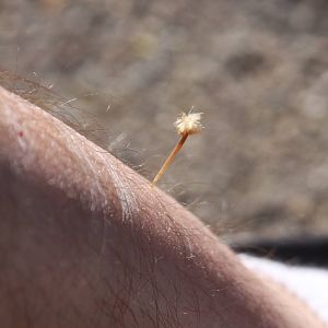 Arizona-Sonora Desert Museum 2010