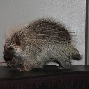 Arizona-Sonora Desert Museum 2010