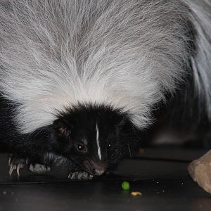 Arizona-Sonora Desert Museum 2010