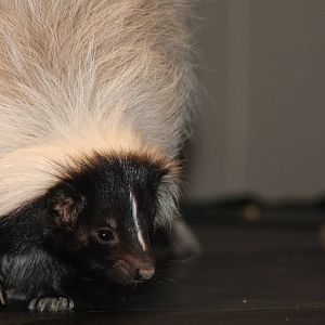 Arizona-Sonora Desert Museum 2010