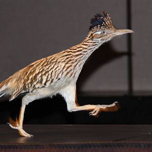 Arizona-Sonora Desert Museum 2010