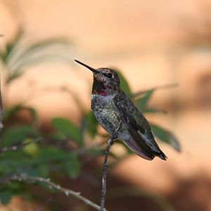 Arizona-Sonora Desert Museum 2010