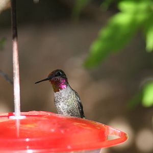 Arizona-Sonora Desert Museum 2010