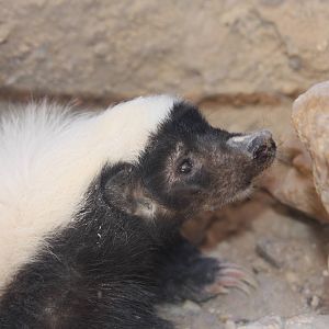 Arizona-Sonora Desert Museum 2010