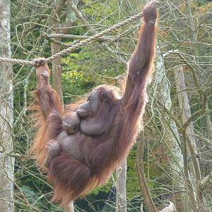 Bornean Orangutan, 7 November 2012
