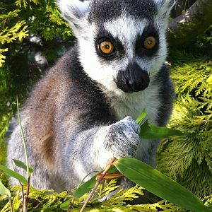 Lemur land - Sewerby Zoo