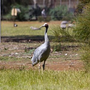 Brolga