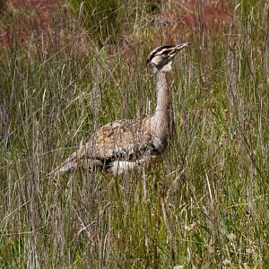 Australian Bustard female