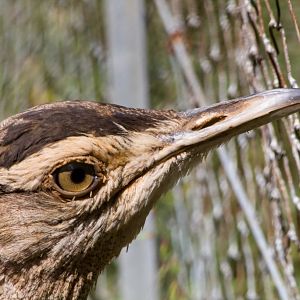 Australian Bustard female