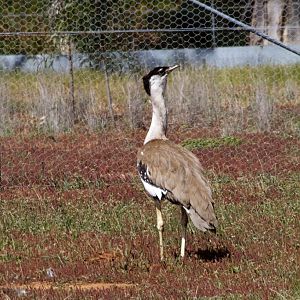 Australian Bustard male