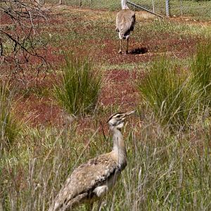 Australian Bustard pair