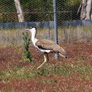 Australian Bustard male