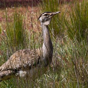 Australian Bustard female