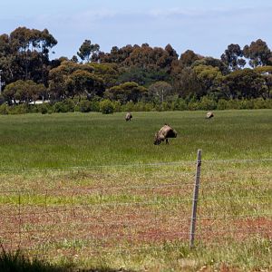 Emus
