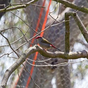 Red-browed Firetail Finch