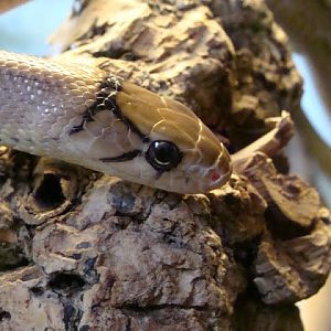 Coelognathus radiatus