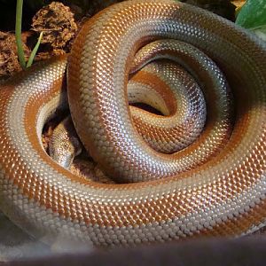 Lichanura trivirgata