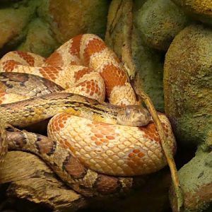 Pantherophis guttatus