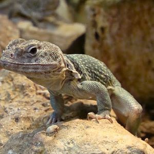 Crotaphytus collaris