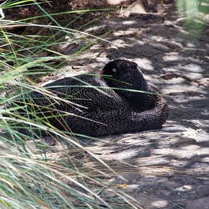 Freckled Duck male