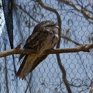 Tawny Frogmouth