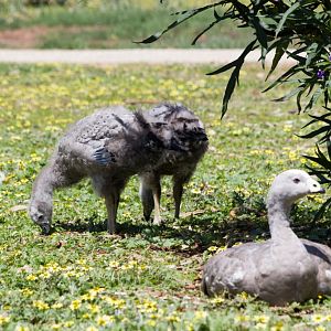 Cape Barren Goose and goslings