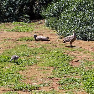 Cape Barren Goose and goslings