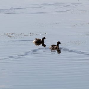 Hoary-headed Grebes