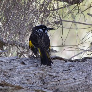New Holland Honeyeater