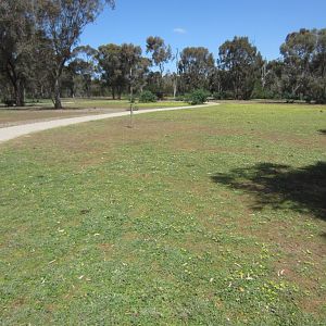 Walkthrough enclosure for kangaroos and emus.