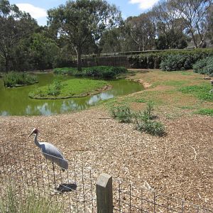 Brolga enclosure