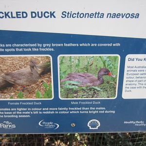 Label - Freckled Duck