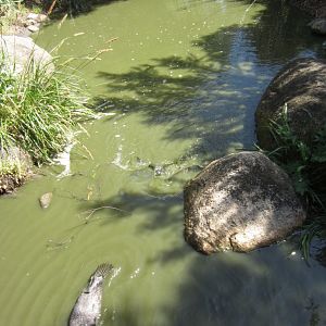 Musk Duck (Biziura lobata) and enclosure
