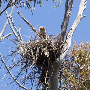 Whistling Kite (Haliastur sphenurus) on nest