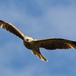 Whistling Kite (Haliastur sphenurus)