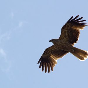 Whistling Kite (Haliastur sphenurus)