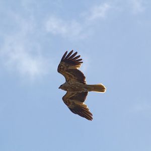 Whistling Kite (Haliastur sphenurus)