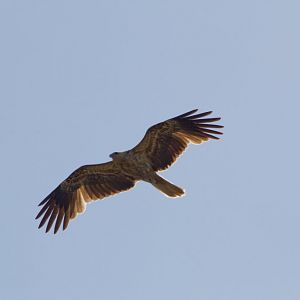 Whistling Kite (Haliastur sphenurus)