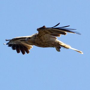 Whistling Kite (Haliastur sphenurus)