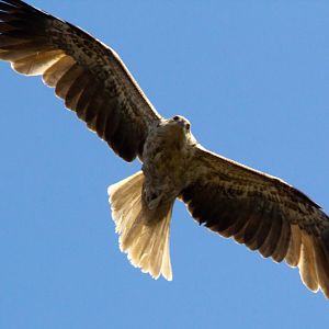 Whistling Kite (Haliastur sphenurus)