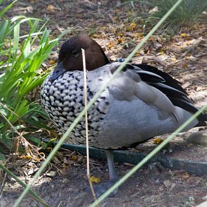 Australian Wood Duck or Maned Goose (Chenonetta jubatus)